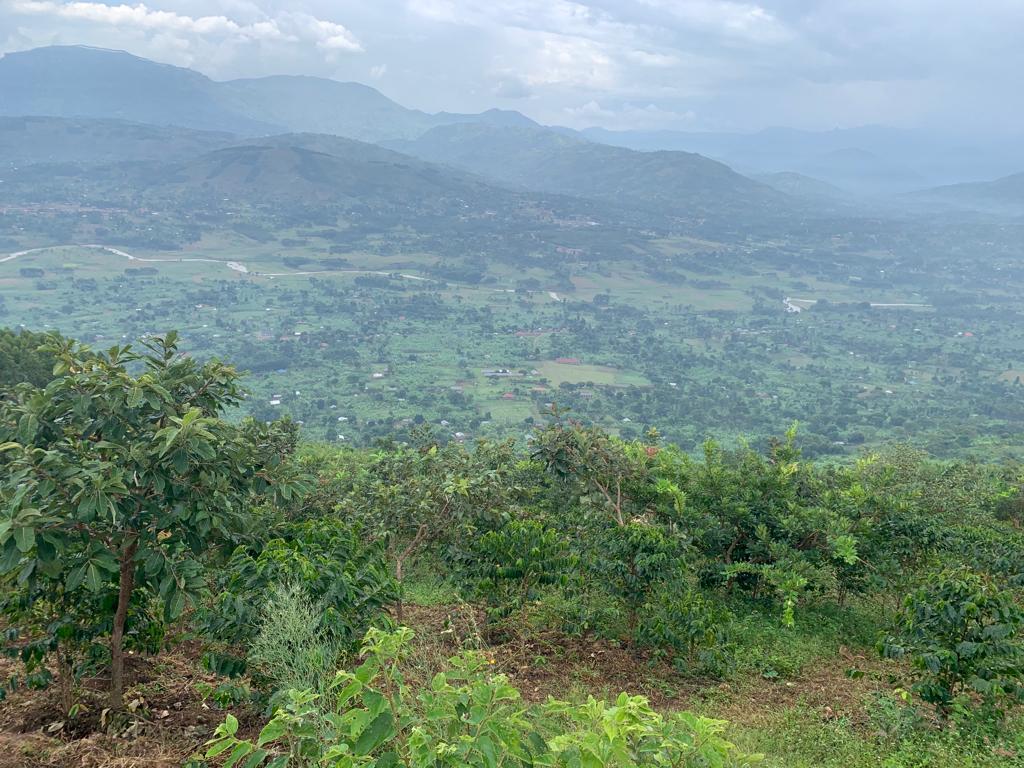 Uitzicht Oeganda koffie