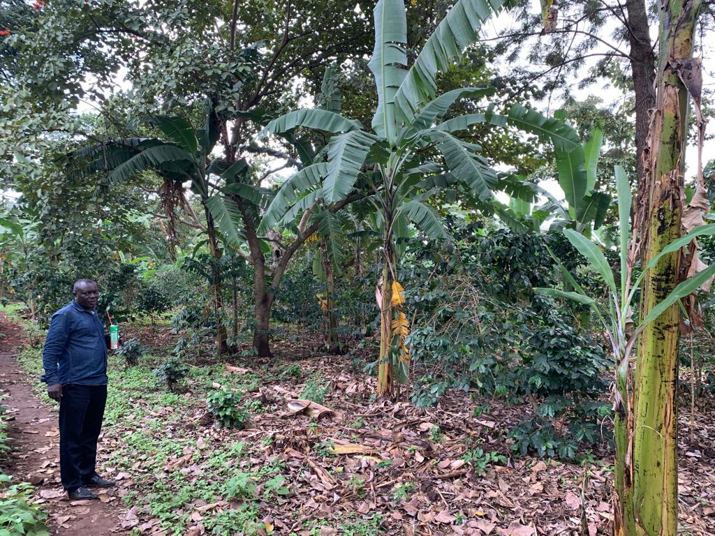 David op plantage Oeganda